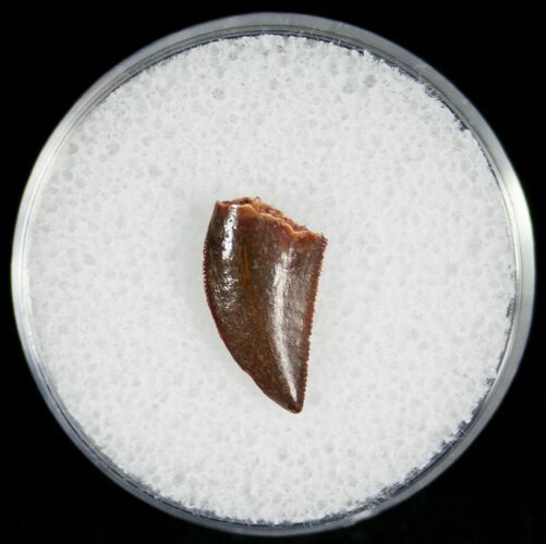Small Raptor Tooth From Morocco - #7441
